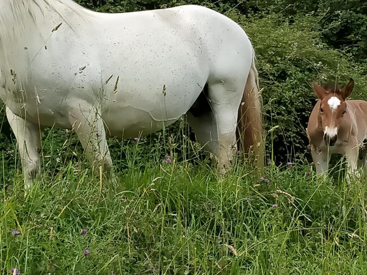 A El Casal Lejlighed Illas Eksteriør billede